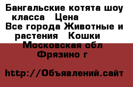 Бангальские котята шоу класса › Цена ­ 25 000 - Все города Животные и растения » Кошки   . Московская обл.,Фрязино г.